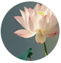 熊貓體育